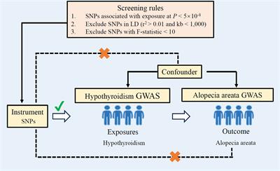 Mendelian randomization study highlights hypothyroidism as a causal determinant of alopecia areata